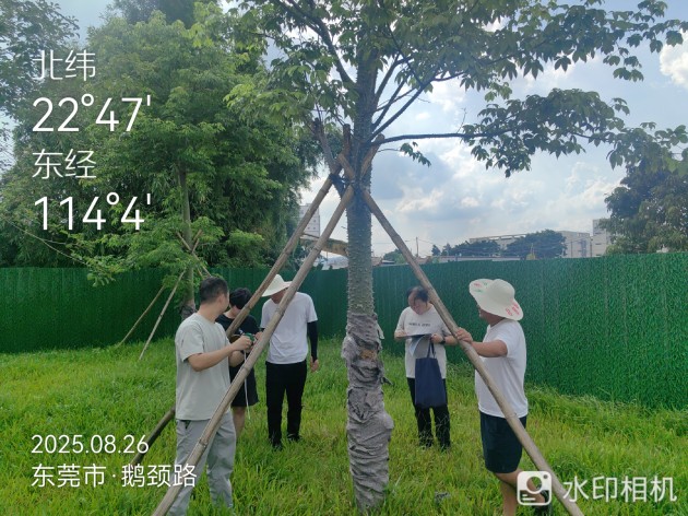 塘厦镇鹅颈路及莆心湖大道 周边配套改造工程（“百千 万工程”项目）审计